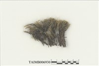 藏品(曲尾苔目)的圖片